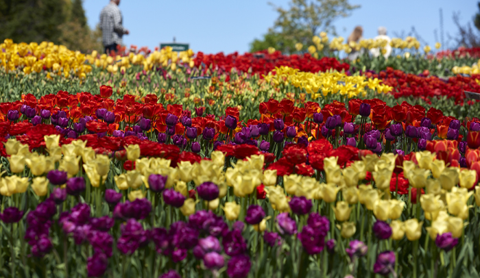 An Escape into Nature - Minnesota Landscape Arboretum